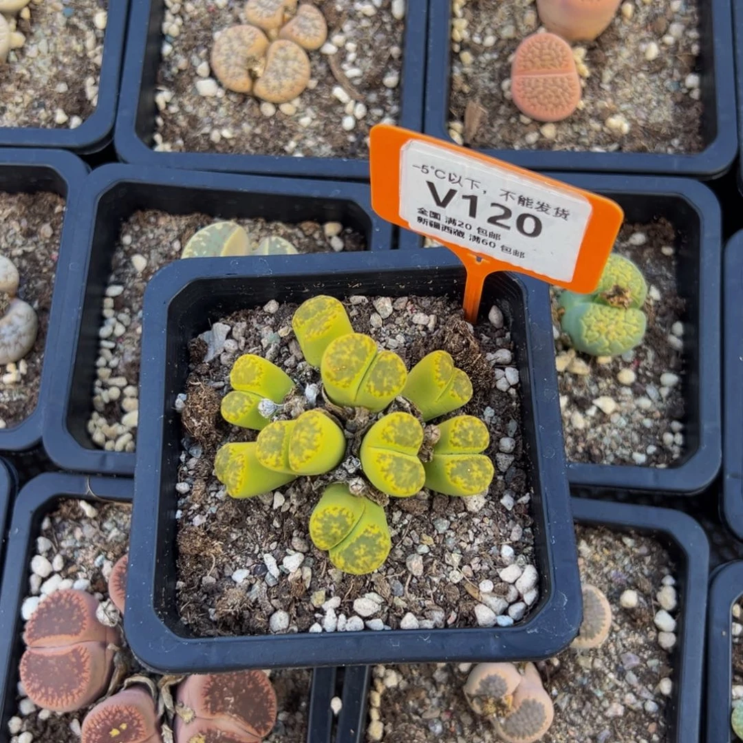 粉***心120 一物一拍，默认有伤，介意勿拍，不退不换