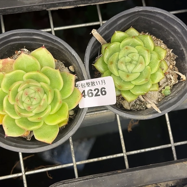 是***呀阿雅园艺。         4626