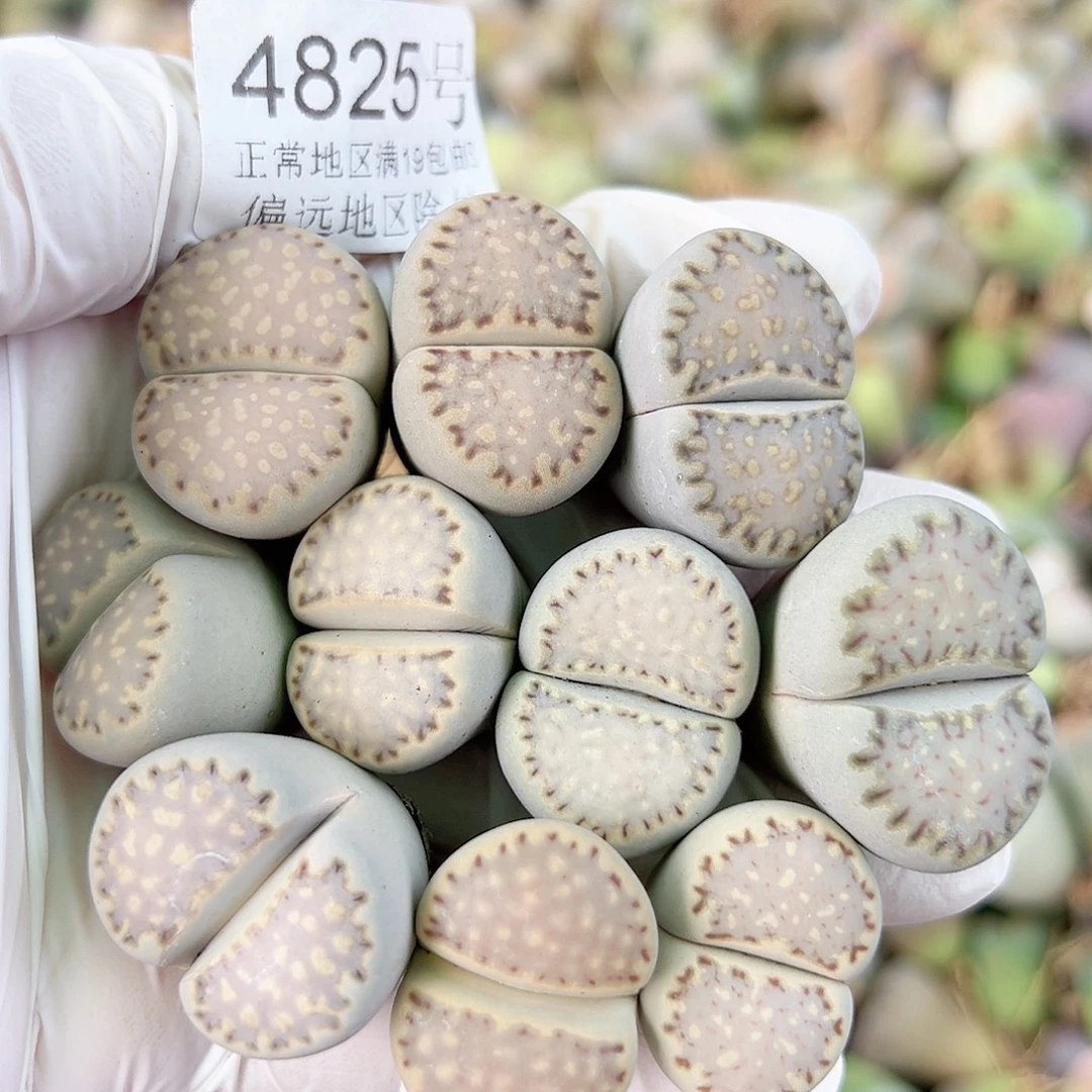 4825五年超大饼干10个2.2-2.8cm