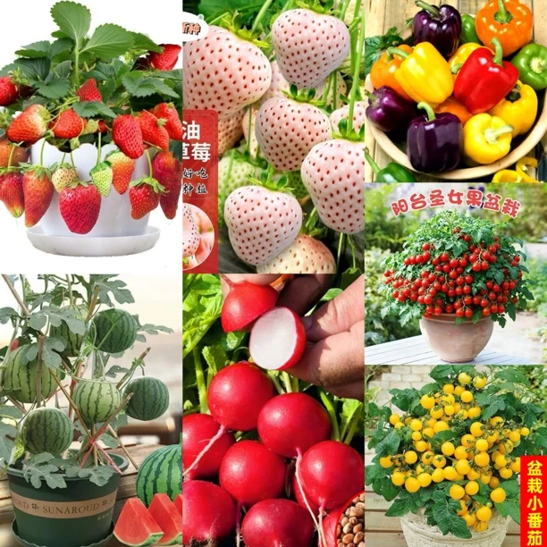 【新疆包邮】 يەتتە خىل ئۇرۇق 七种水果蔬菜籽阳台盆栽好种天天开