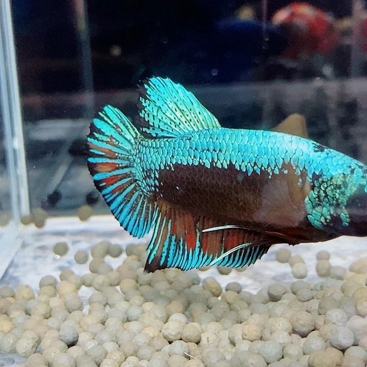 斗鱼黑52号巨斗将军