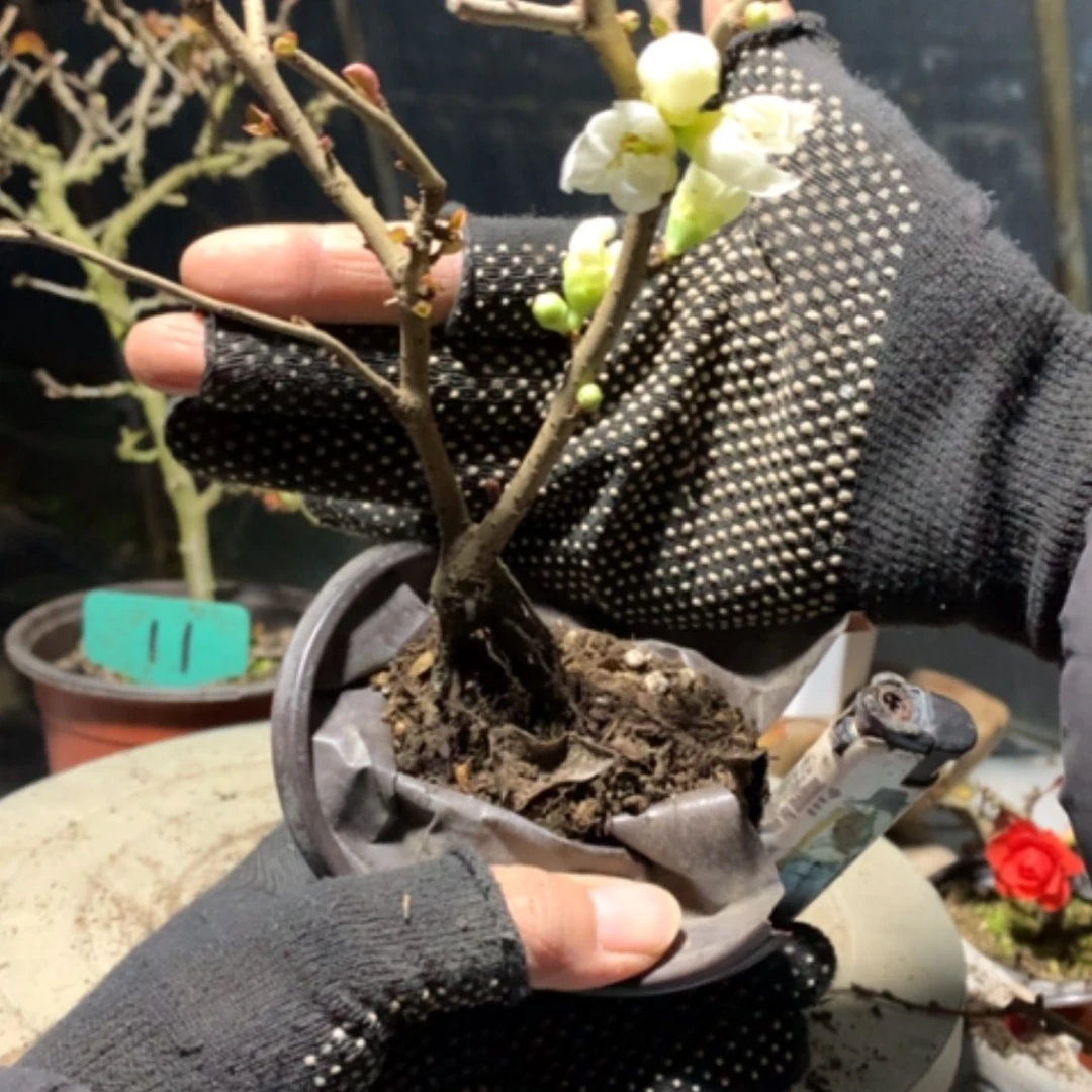 【闪购商品】用****7原生小品