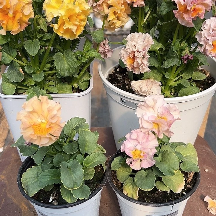 木抖音直播闪拍134/135