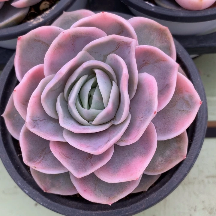 安**利蓝色惊喜锦上园艺一物一拍