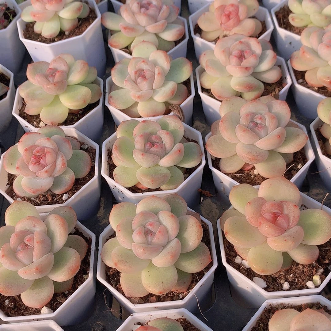 两颗泡冰45677889990009