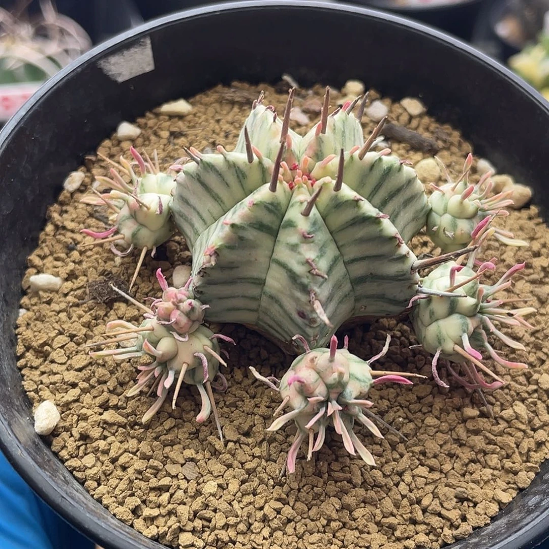 羽田斑马锦大戟群仙人球