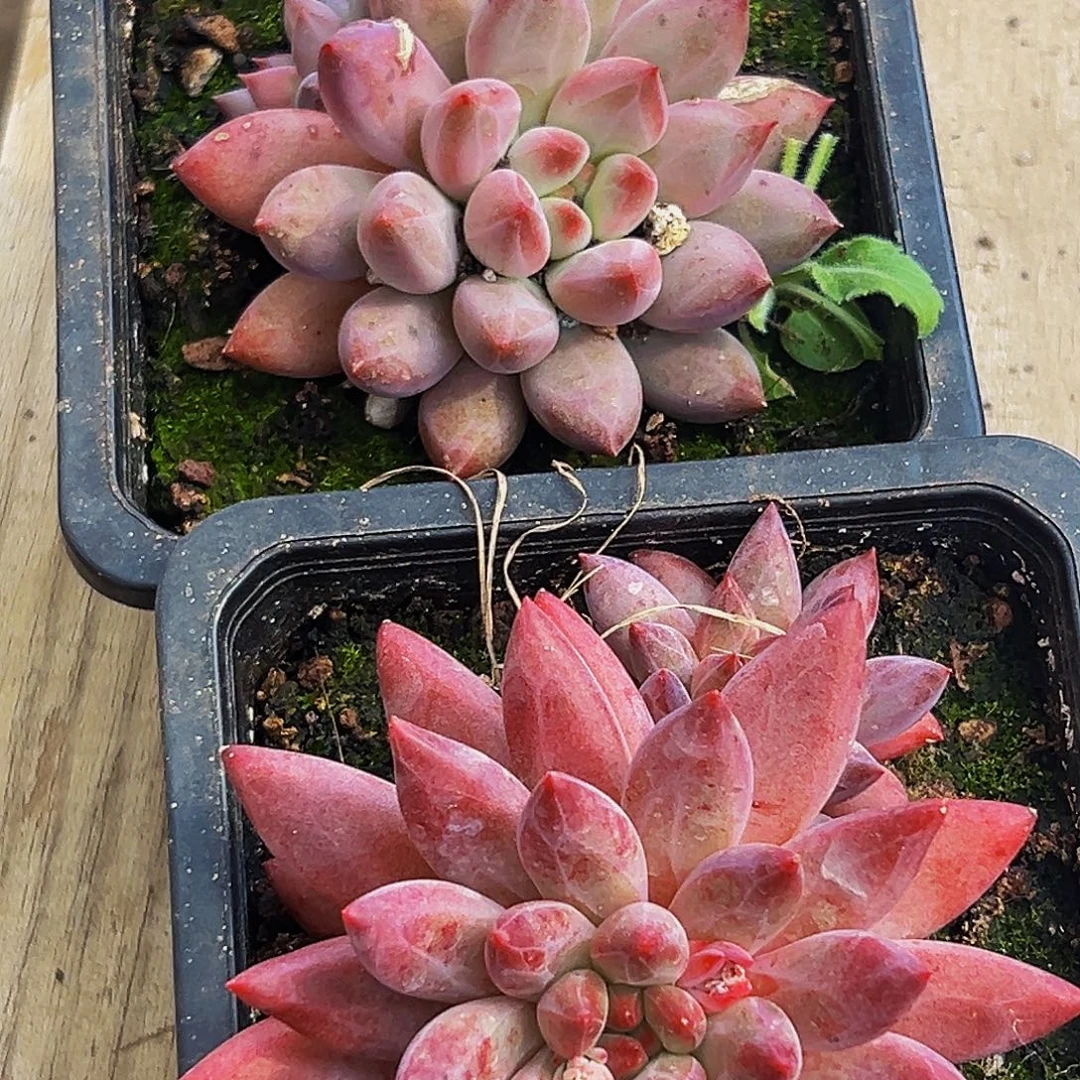 2颗美人系列多肉植物