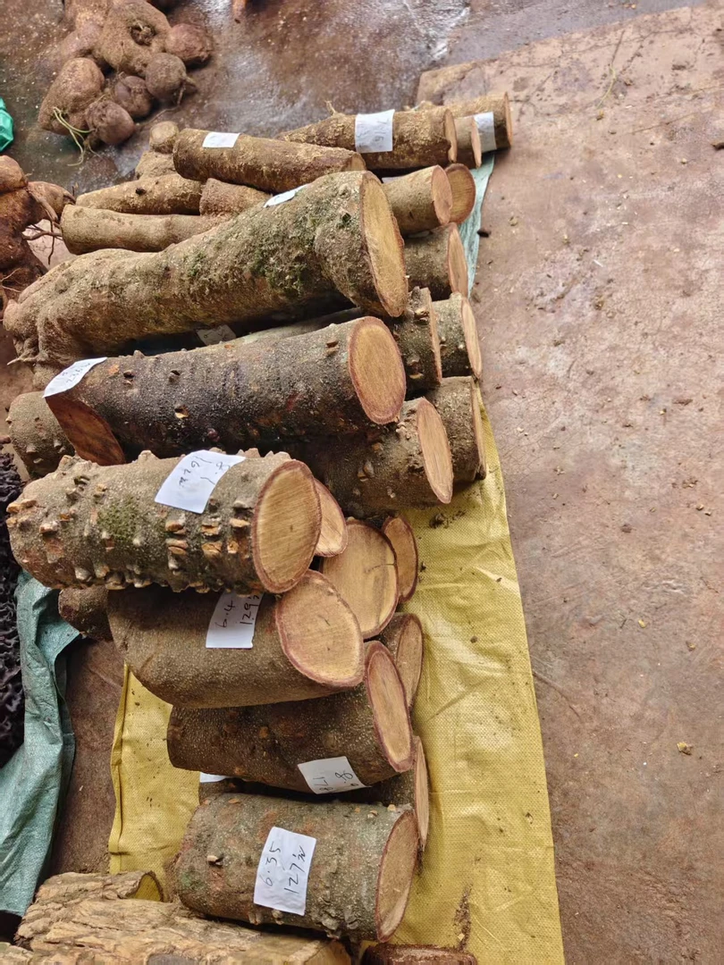 云南山货特产 野生飞龙掌皿（整根）