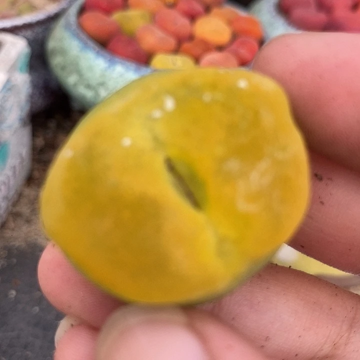 20504巨大一颗有伤