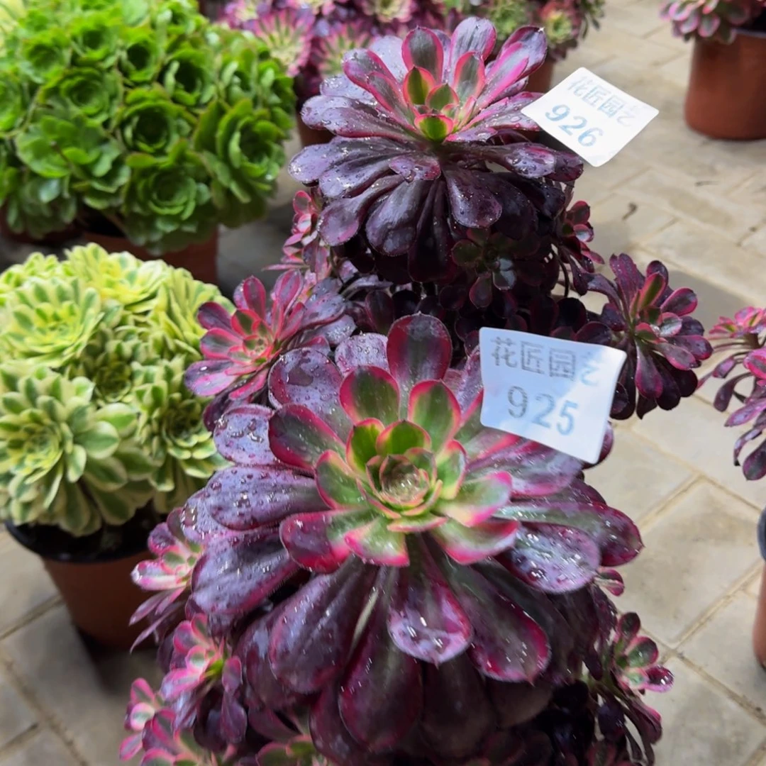 J****a多肉植物926925丽娜