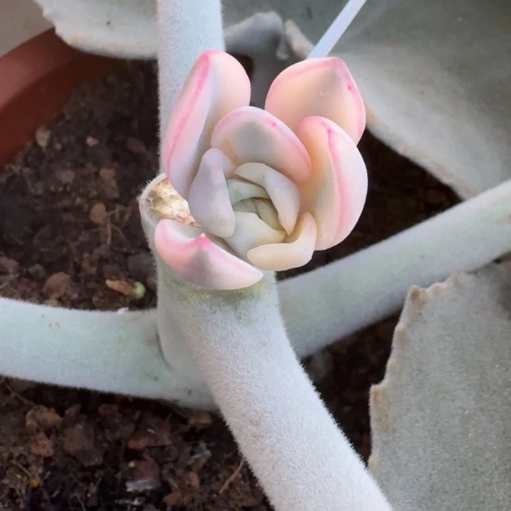 月***汐厚叶暗冰侧芽好看