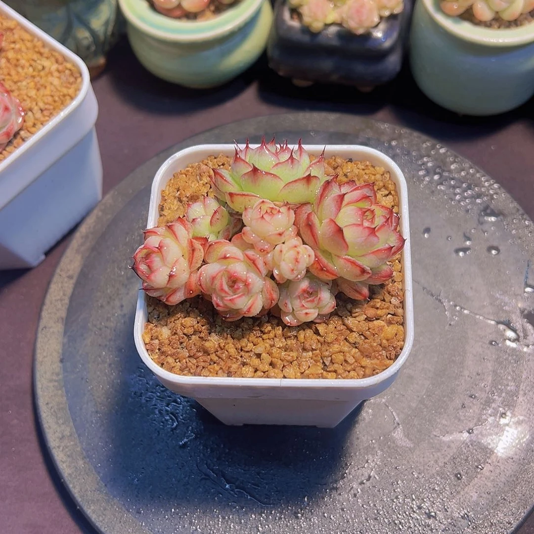 W**E边线女王珍妮，多肉植物，