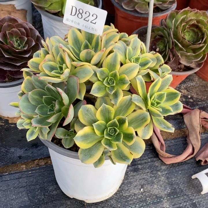 822星爆多肉发货叶片有黑斑