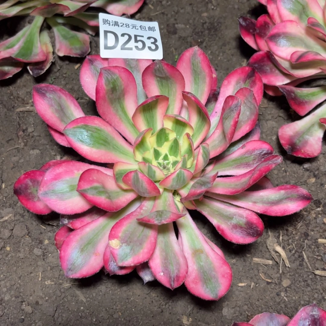 253多肉植物爱丽丝