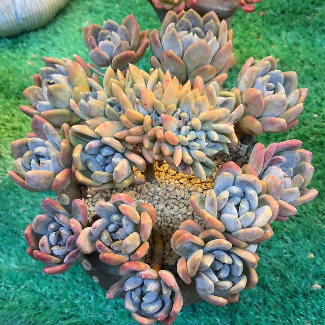 ，，，，，，，，，，，，，，，，，，