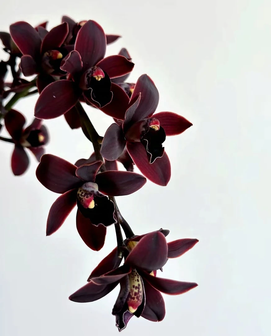 暗夜 2支精致黑色大花惠兰耐寒好养花期长云南鲜花绿植