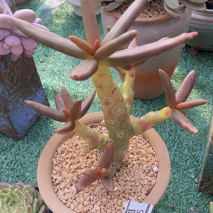 椰子树1225多肉植物