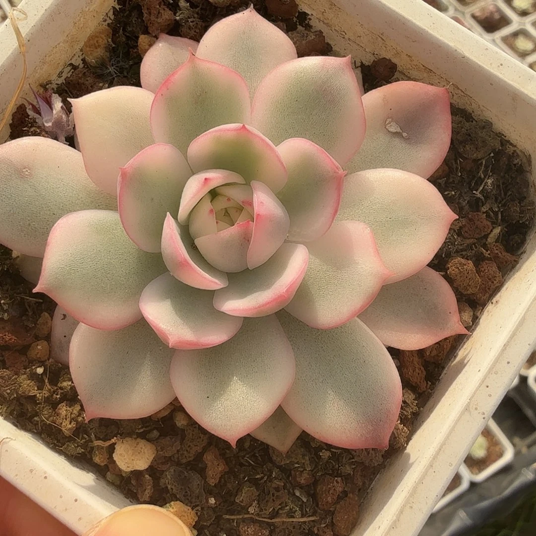 韩水晶锦，腹轮锦多肉