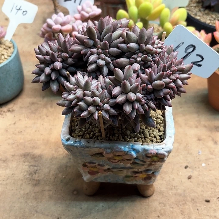 多肉植物，红蜻蜓缀192号