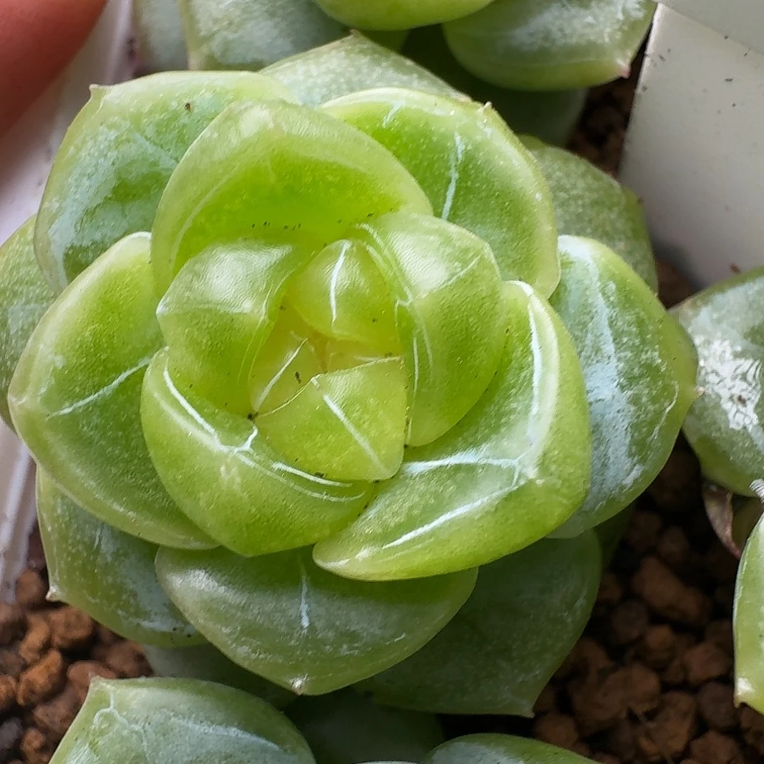 一物一拍一物一拍918-170