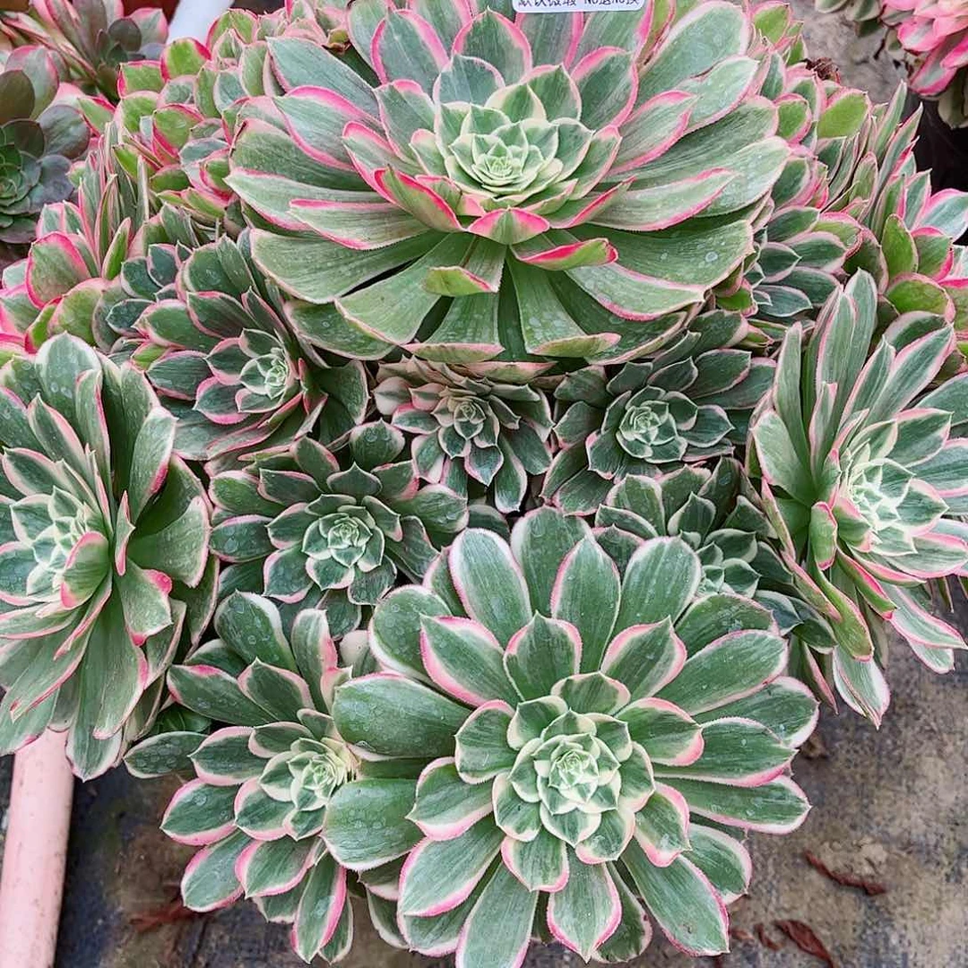 无花朵快**边多肉植物孔雀翎170