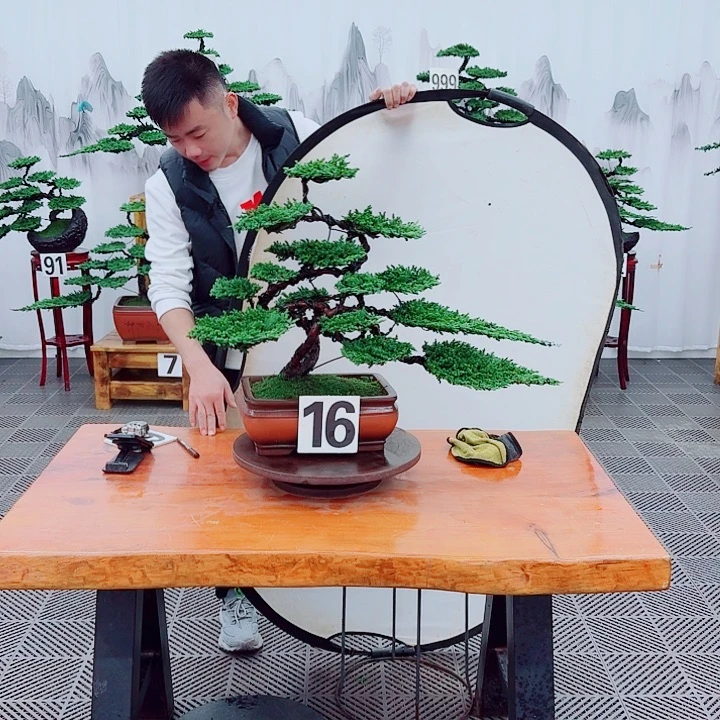 无花朵松柏盆景，一物一拍