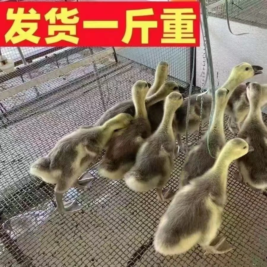2号1斤左右宠物 发顺丰包邮