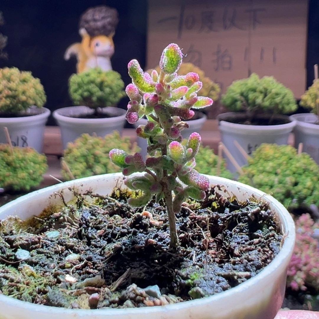 834花斑露一物一拍包开箱