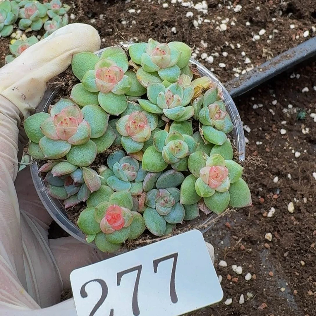 多肉植物多肉植物277