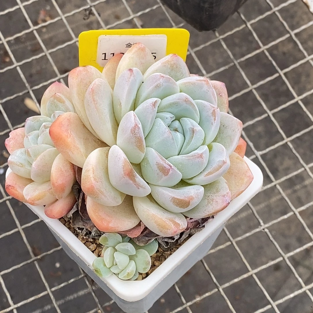 1120085雪媚娘，多肉