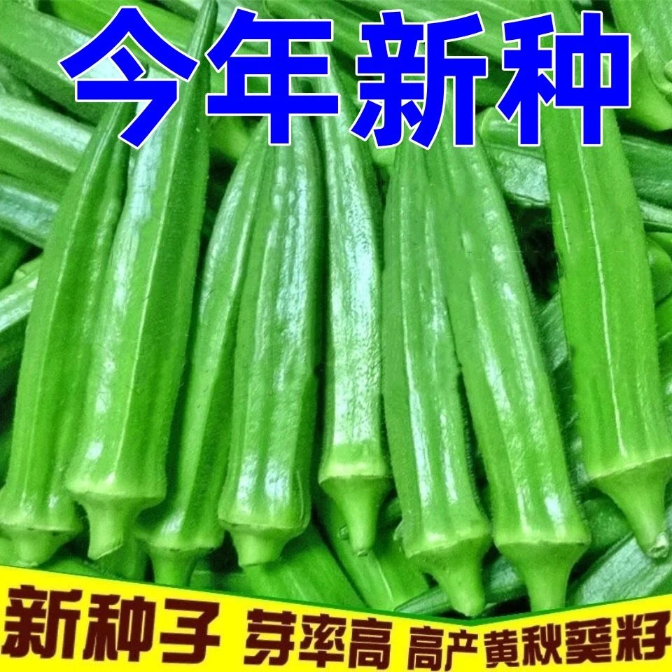 春季四季播种高产黄秋葵籽秋葵新鲜耐热蔬菜种子农家阳台庭院蔬菜