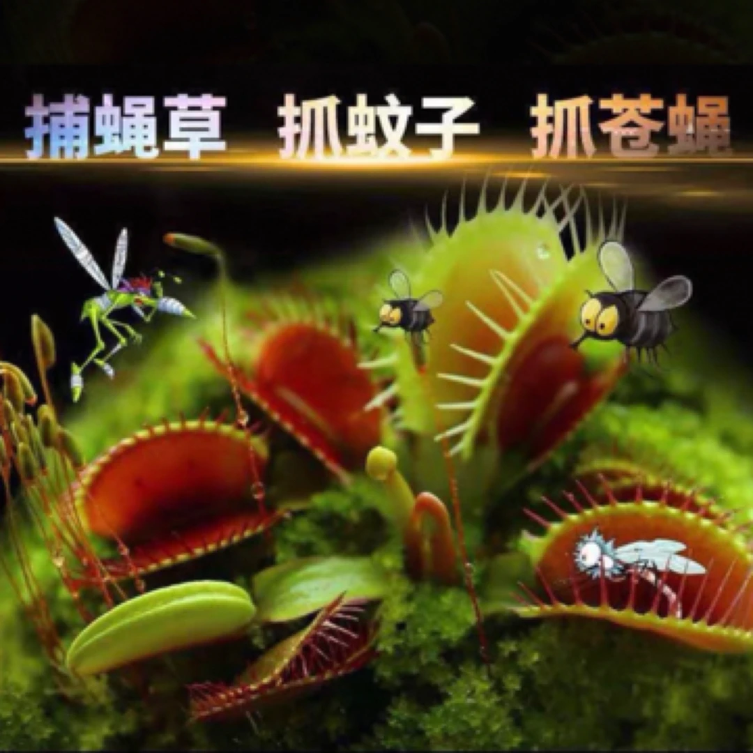 捕蝇草 食虫植物 带水晶花盆 喜水 喜亮 5个夹子 整体3-5厘米