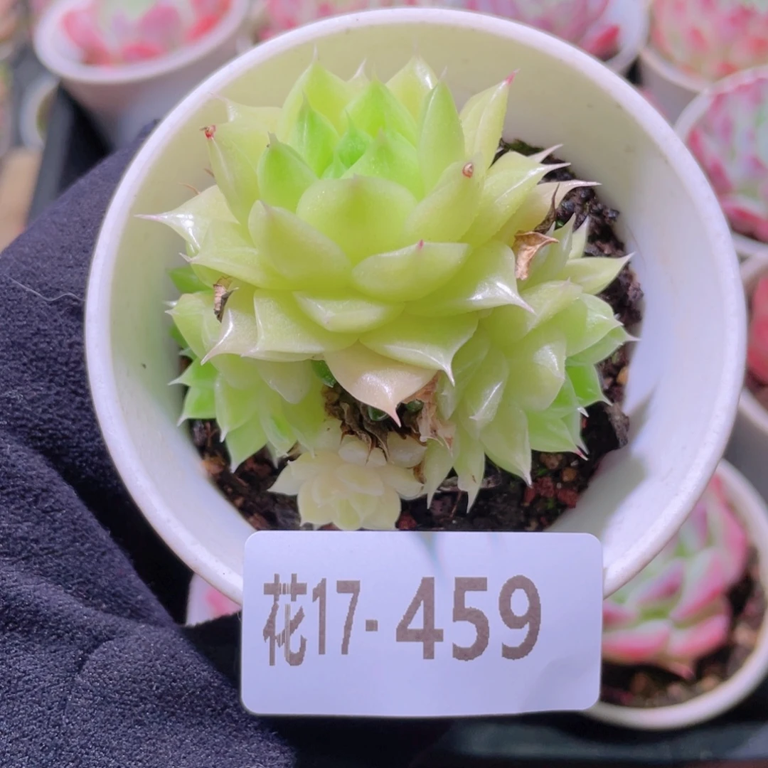 花利美17-459麦秆