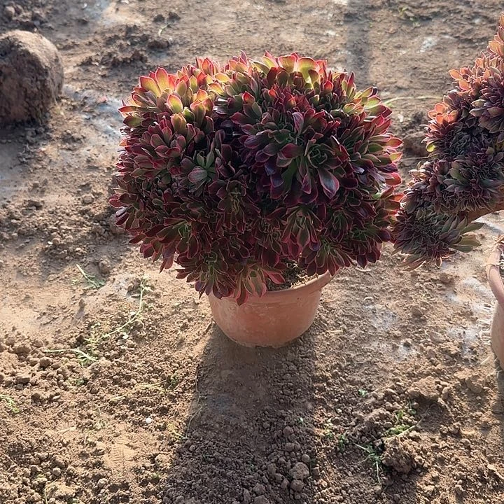 阿**卡缀话脱土发货zhuihua