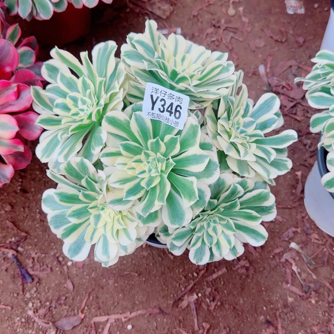 迈巴赫法师346冠幅20