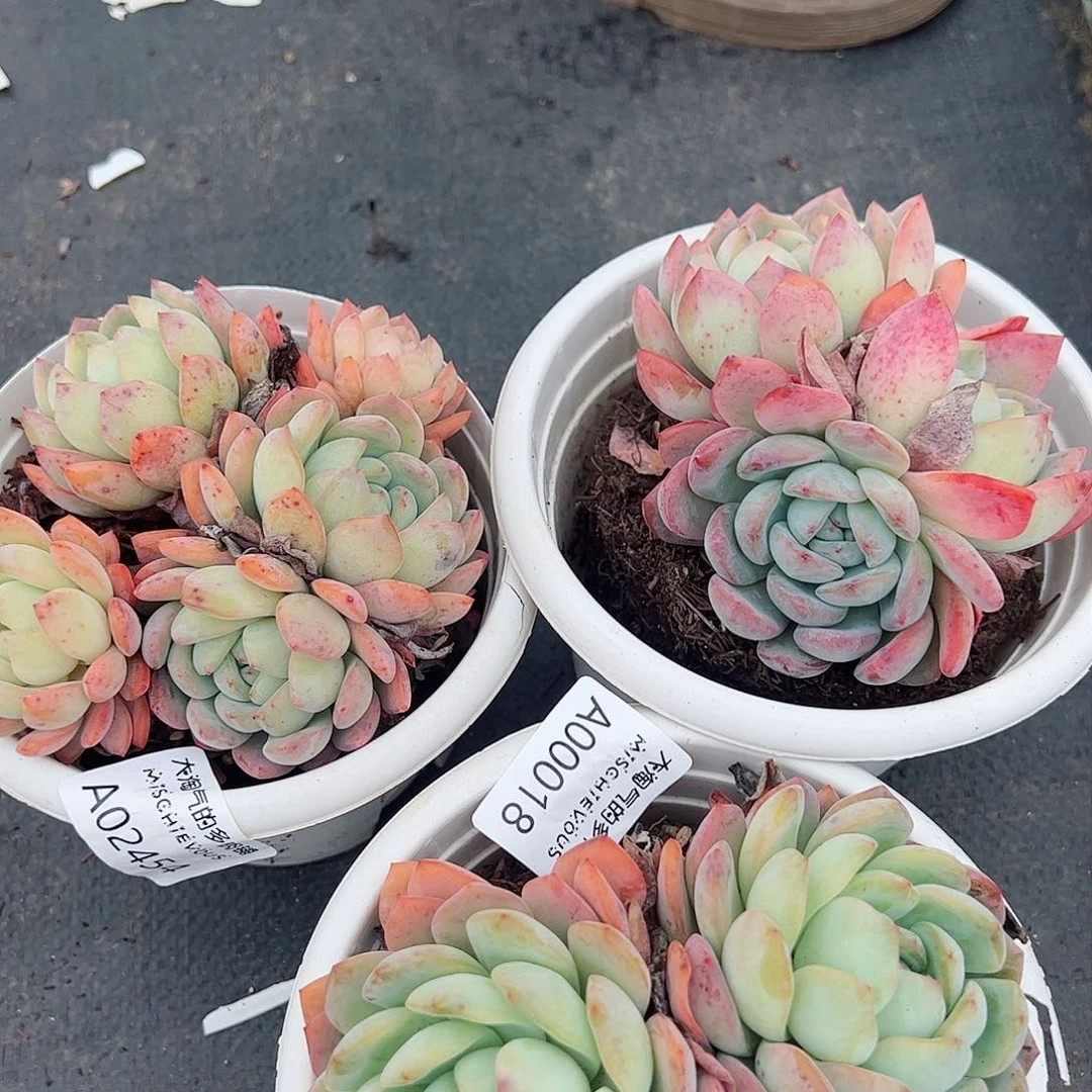 全明星双头三盆多肉植物