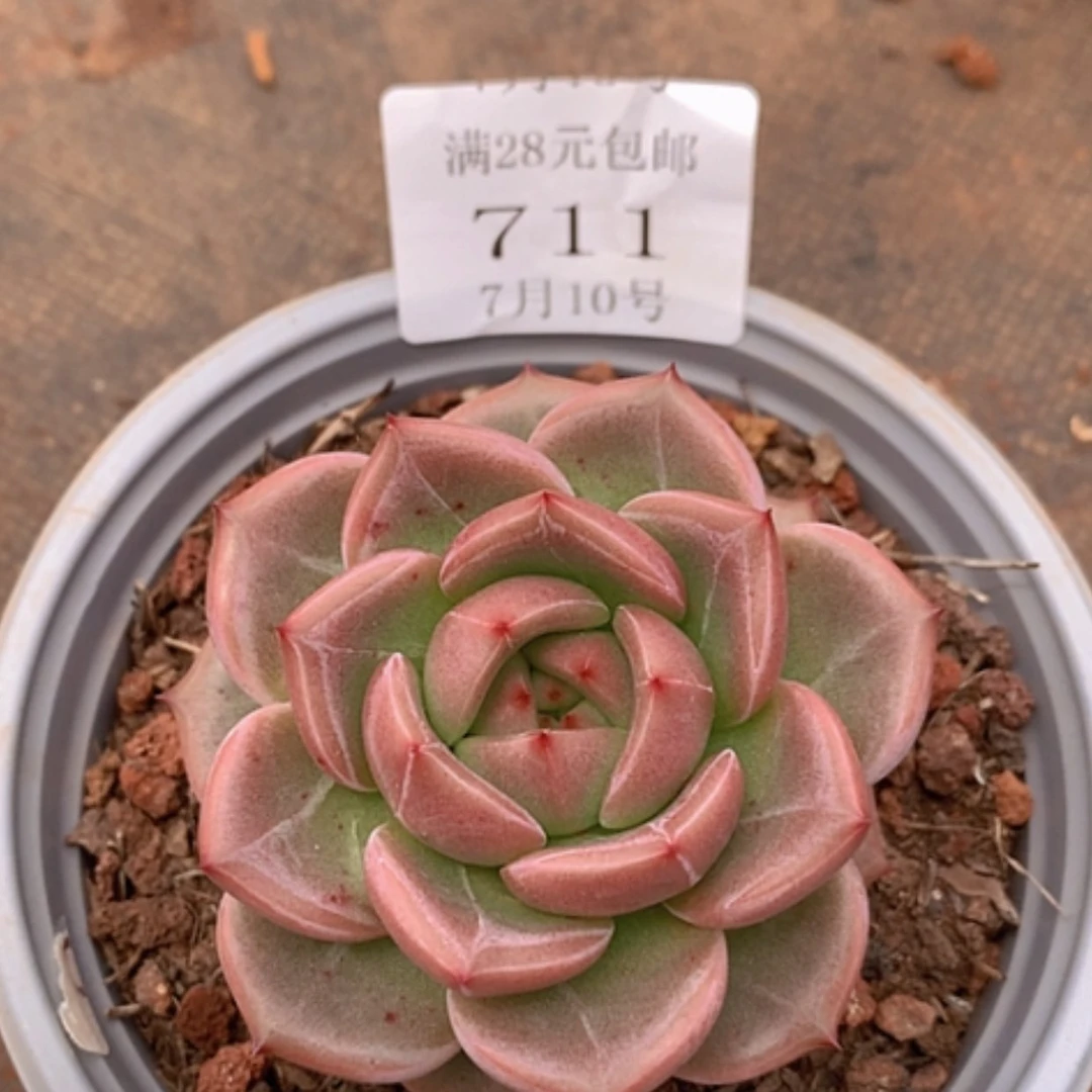 【闪购商品】云711号