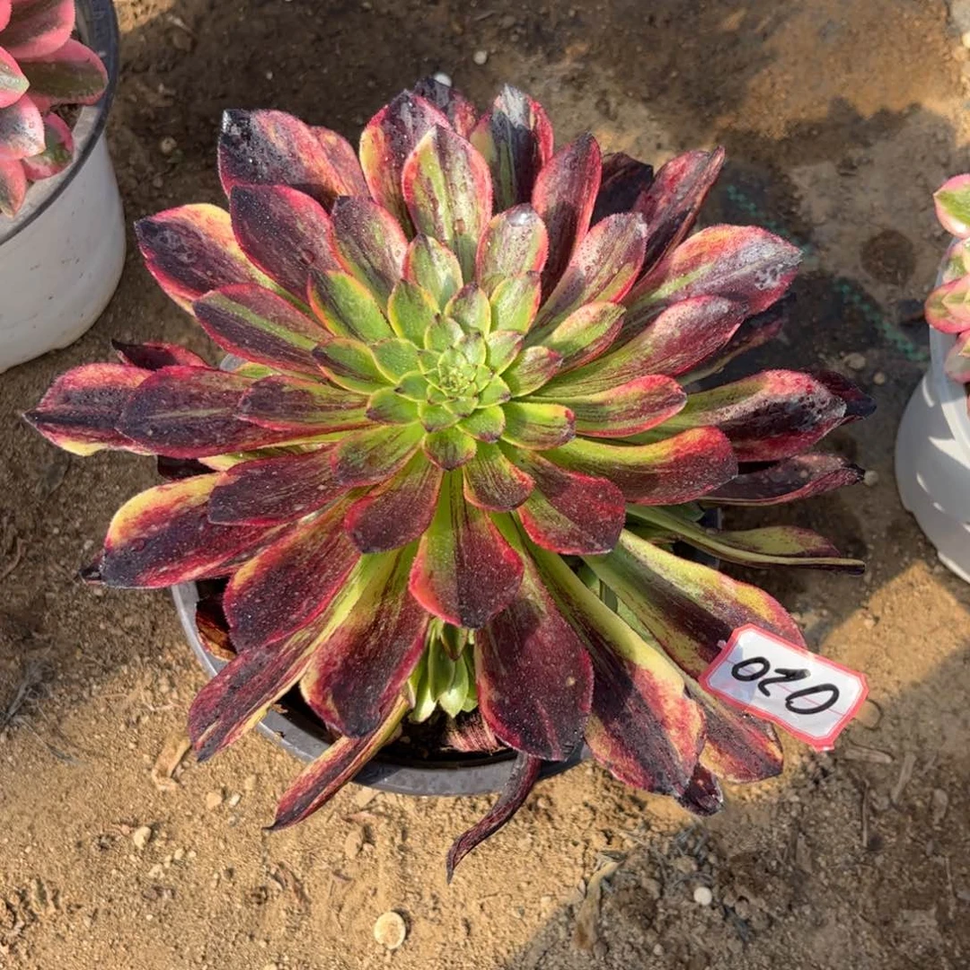 020多肉植物莫兰迪