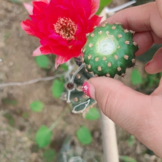 59美花2歪无根侧芽4公分左右