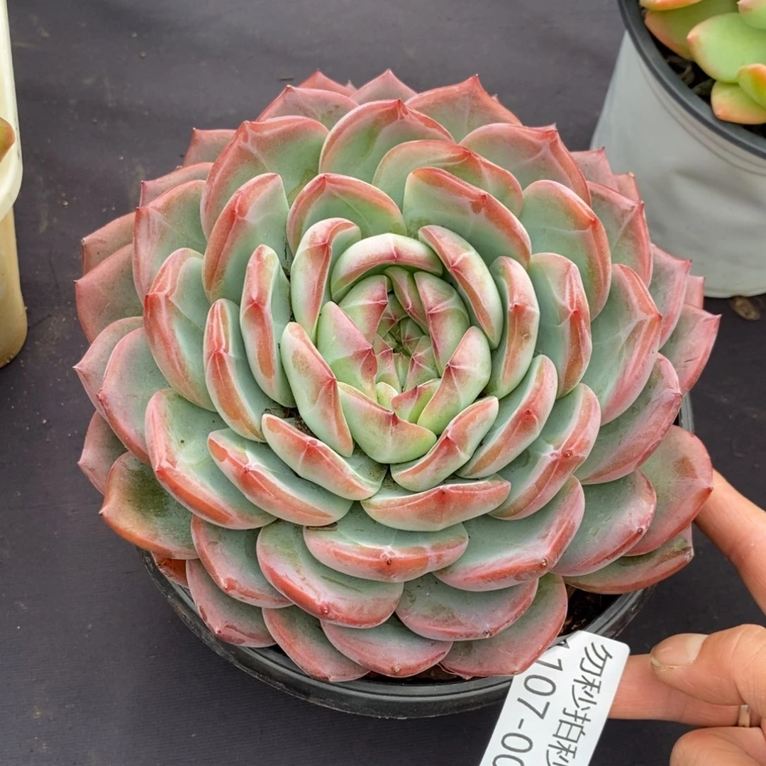 两单包邮1107-4红鸾