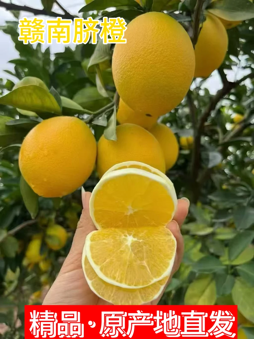 赣南脐橙新鲜现摘产地直发5斤10斤20斤果肉饱满汁水足。
