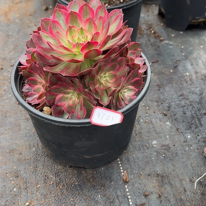 精品多肉植物04321
