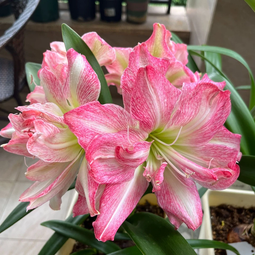 【一叶扁舟】★澳洲朱顶红种球室内外盆栽花卉高观赏性种植