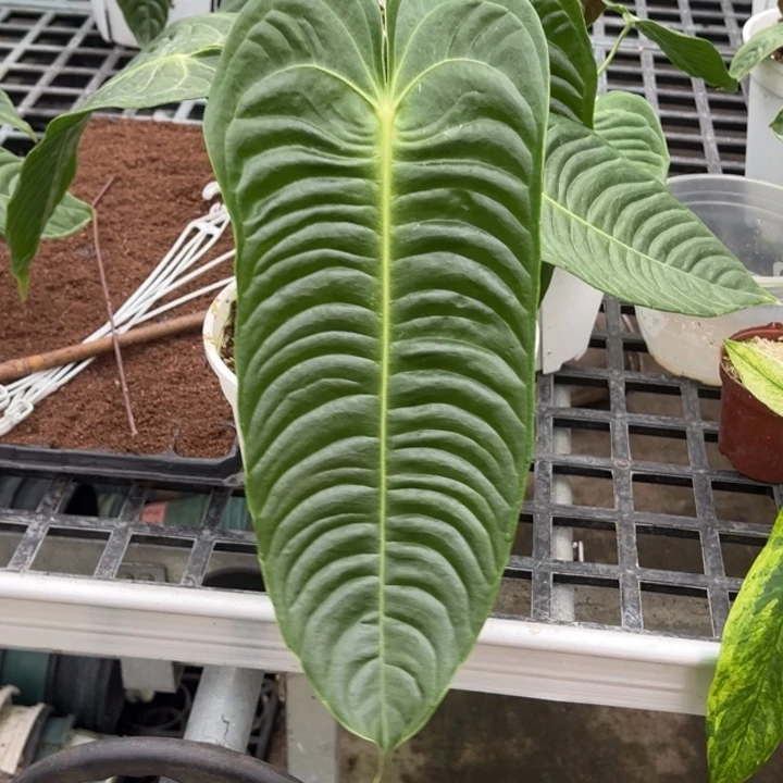 不开花植物极密火鹤王叶长35