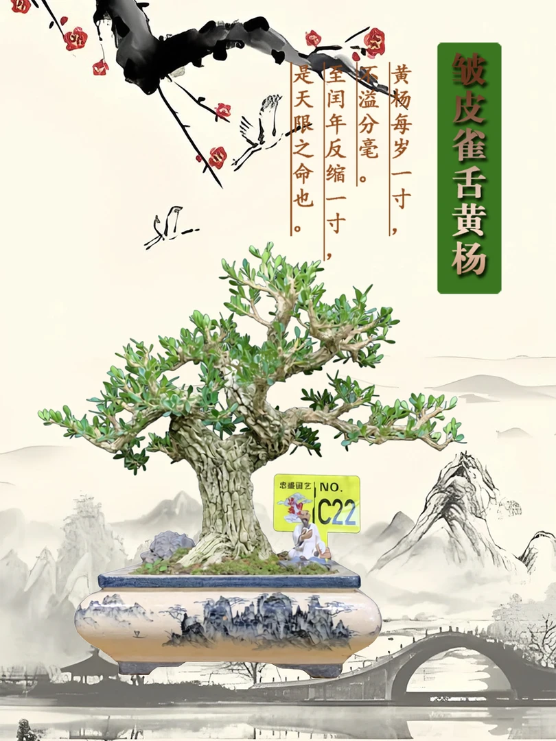 【C22】岭南手法剪枝小叶雀舌皱皮黄杨盆景室内外四季常青绿植盆栽