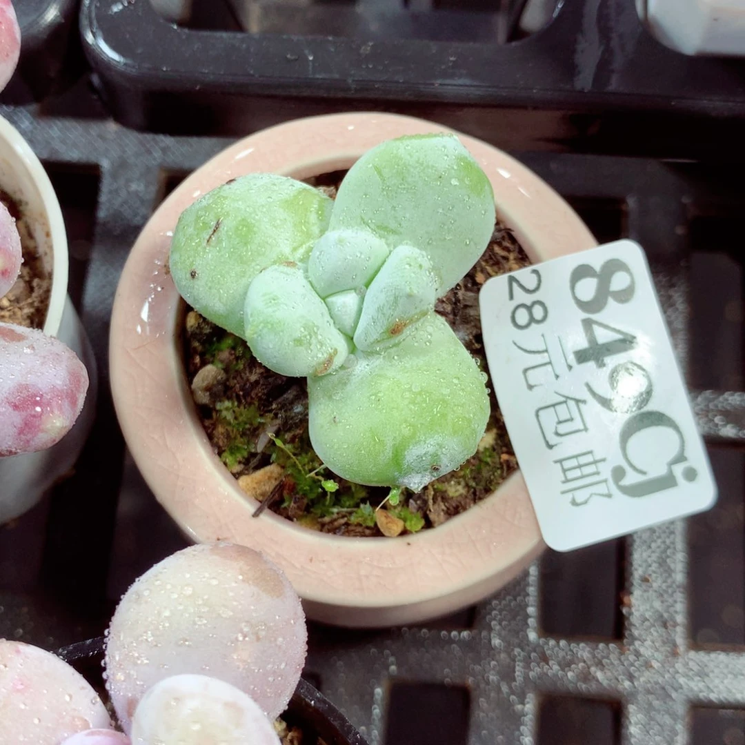 5厘米盆精控多肉849