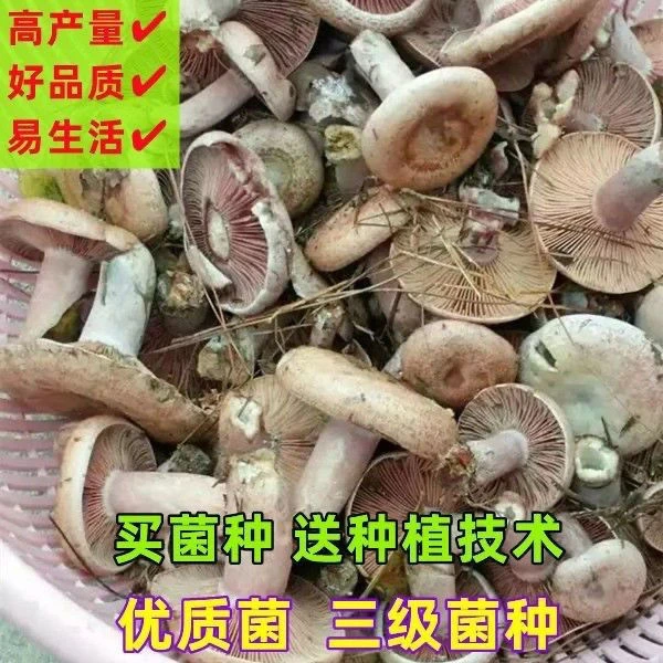 野生乌枞菌黄枞菌铜绿菌枞树菌松树菌人工培育菌包食用菌四季种植