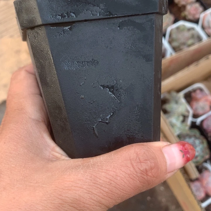 7黑方10个。包邮。多肉