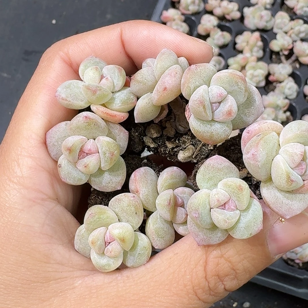 05号到手7颗，白底紫心冰玉