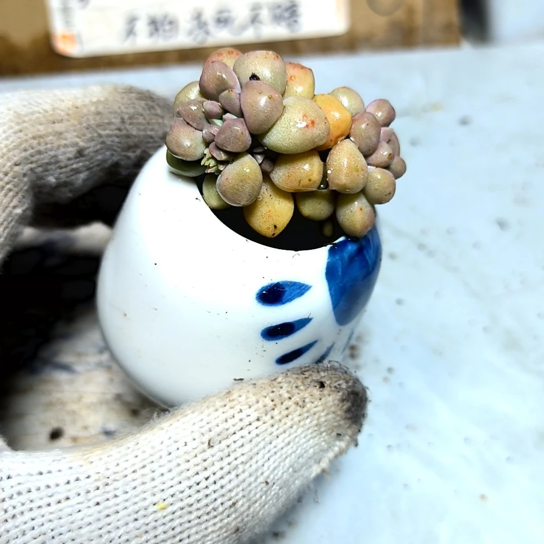 满9元包邮，姬秋丽俩颗